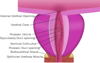 Dissection of prostate showing ejaculatory ducts opening into the prostatic urethra