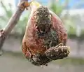 P. fusca feeding on figs fruit in Java, Indonesia