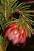 Protea nana cultivated at Betty's Bay, Western Cape, South Africa