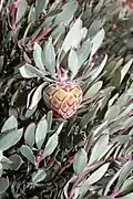 Flower of Protea pendula