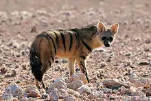 Striped brown hyena