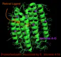 Holoenzyme (Green) with helices A-G labeled (purple) as well as Retinal ligand (orange)