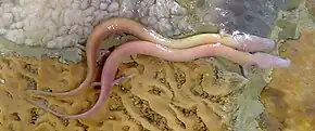 Image 49The olm's blood makes it appear pink. (from Animal coloration)