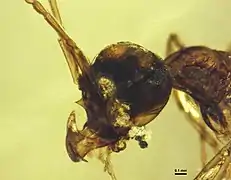 Protoceratomyrmex revelatus