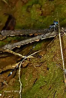 Protosticta hearseyi male