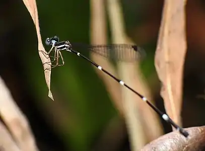 female