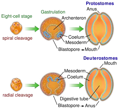 Image 33The bilaterian gut develops in two ways. In many protostomes, the blastopore develops into the mouth, while in deuterostomes it becomes the anus. (from Animal)