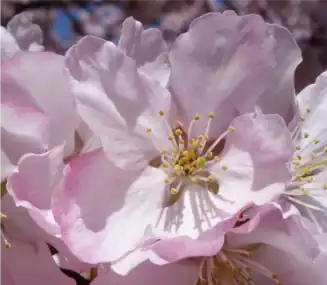 Flower detail