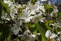 Prunus speciosa in the Shinjuku Gyoen.