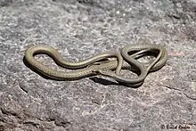 Psammophis schokari from United Arab Emirates