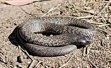 Colour photo of a Blue-bellied Black Snake (Pseudechis guttatus) coiled up