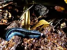 Pseudogeoplana reticulata from the Valdivian Rainforest.