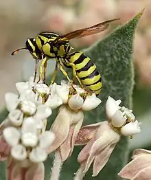 Pseudomasaris coquilletti