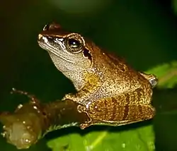 Critically endangered Pseudophilautus amboli in Mhadei Wildlife Sanctuary