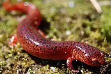 Red Salamander