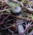 Psilocybe atlantis