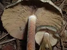 Psilocybe caerulescens