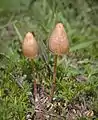 Psilocybe mexicana from Guadalajara, Jalisco, Mexico