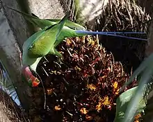 Green parrot with blue tail, red head, and black crown