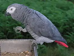 A grey parrot with black beak, white face and a short red tail