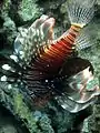 Lionfish such as Pterois miles have stinging spines which rarely inflict a fatal wound but which may be extremely painful.