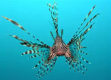 Pterois volitans Manado-e edit