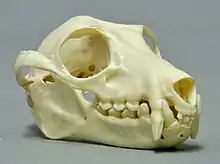 A bat skull with prominent canines on a white background.