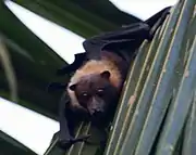 A black bat with an orange neck