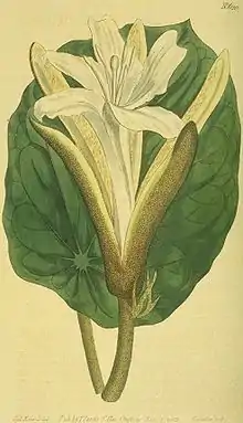 Karnikar (Son Chapha-सोनचाफा in Marathi, Muchukunda in Bengali, Kanak Champa, Kaniar, Katha Champa in Hindi) -- Pterospermum acerifolium