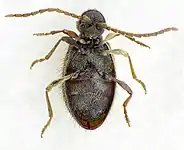 Female, underneath