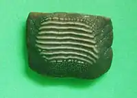 Ptychodus mammillaris teeth