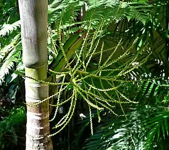 Inflorescence