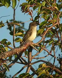 Juí de Puerto Rico (Myiarchus antillarum)