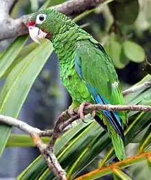 Cotorra puertorriqueña(Amazona vittata)Critically Endangered