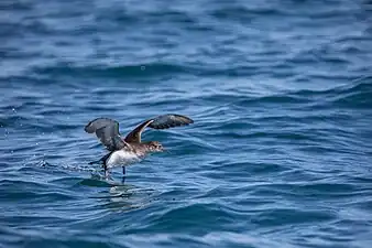 Fluttering shearwater pattering