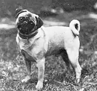 Pug from 1915.