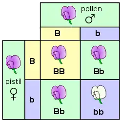 A Punnett square depicting a cross between two pea plants heterozygous for purple (B) and white (b) blossoms