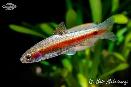 Puntius bimaculatus (Redside barb)