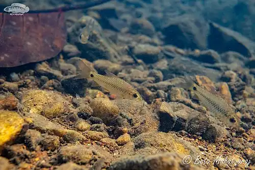 Puntius mahecola in a Western Ghat stream in India