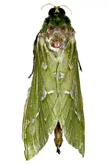 Male puriri moth, wings at rest