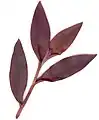 Front view of leaves of Tradescantia pallida 'Purpurea'