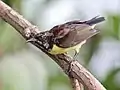 Male in moult