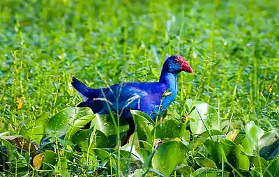 Purple Moorhen at Nallagandla Lake