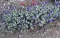 Salvia dorii in dry mountain habitat, about 10,000 feet (3,000 m)