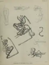 Pycnogonida (sea spiders) dredged by HMS Triton in the Faroe Channel in 1882<ref>Hoek, Paulus Peronius Cato (1883). "The Pycnogonida dredged in the Faroe Channel during the Cruise of HMS "Triton" (in August 1882)". Transactions of the Royal Society of Edinburgh. 32: 1–10. doi:10.1017/S0080456800026624. S2CID 130348962.