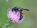 P. terrestris photographed in Argentina.