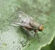 Pygophora apicalis