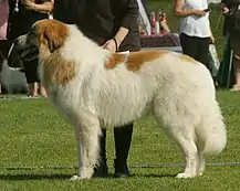 Pyrenean Mountain Dog