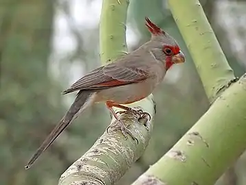 Cardinalis sinuatus