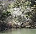 One of Mount Tado's Callery pears